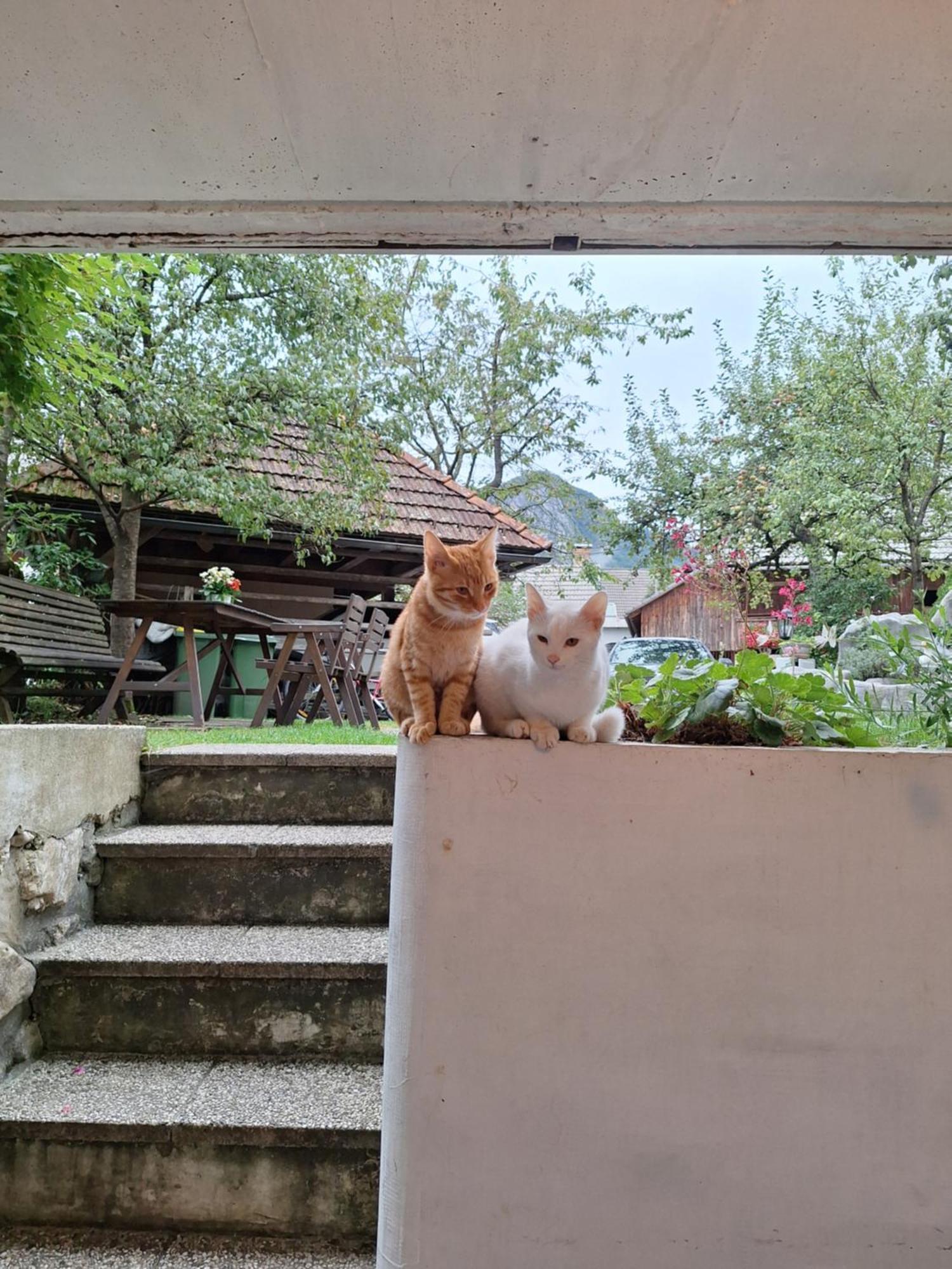 Apartmaji Marinka Hodnik 博希尼 外观 照片